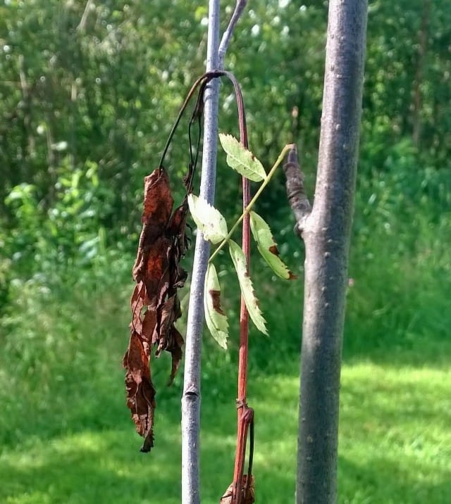 Aivan kuten luonto välillä kuolee, synnyttääkseen uutta, niin myös meidän ihmisten tulee kuolla kaikelle vanhalle saadaksemme syntyä uudelleen.
