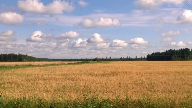 Tänään elämä on kuin viljapelto. Täynnä satoa, joka odottaa korjaajaansa.