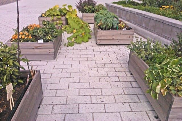 kurpitsa kavereineen