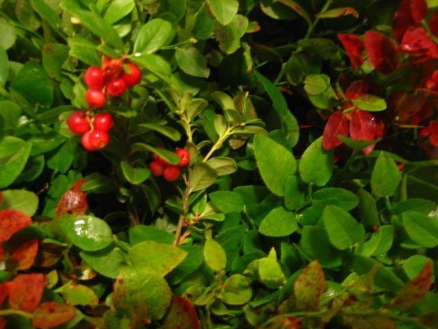 Syksyn värit ja antimet kaunistaa jo metsiä.