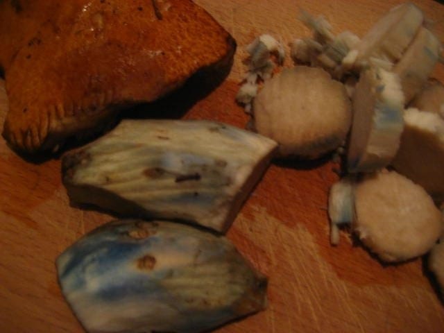 Sinertävä sieni. Harvinaisempi väri mutta ihan normaali kuitenkin :D