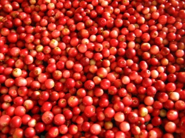 Kuulasta puolukkaa kertyi muutaman desin verran.