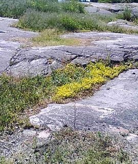 Olisvatkohan nämä kalliokasvit museoitavissa?