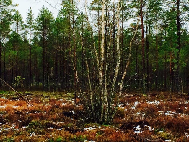Luonto on täynnä ihmeellisiä asioita.