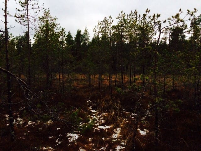 Joskus elämä tuntuu kuin suolla tarpomiselta, kunnes huomaan korjata omaa asennettani.
