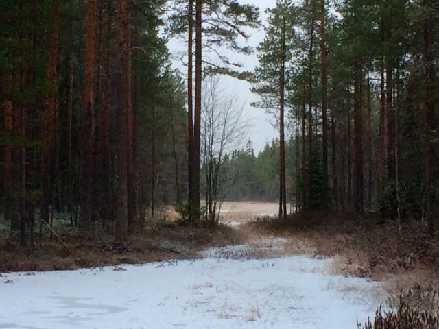 Metsä. Paikka jossa löydän sisälleni rauhan.