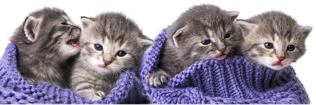 Pitäisitkö meistä huolen?