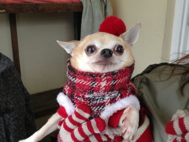 ELY keskuksen tulisi tehdä sääntö, että koirien suojelun nimissä kaikki koirat on vietävä koirahotelliin pois kaupungin paukkeesta uudeksi vuodeksi.