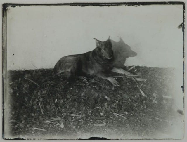 Akseli Gallen-Kallelan susikoira Kova söi possun. Kuva: Gallen-Kallelan museo.