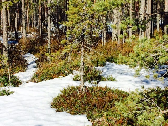 Luonnossa talvi ja kevät kohtaavat.