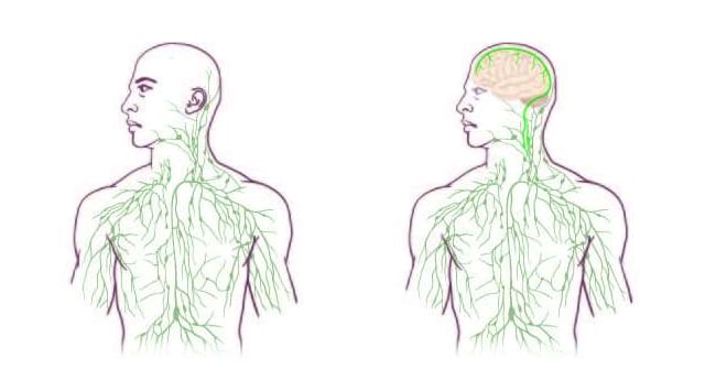 Vasemmalla vanha tapa hahmottaa lymfaattinen järjestelmä, oikealla uusi.