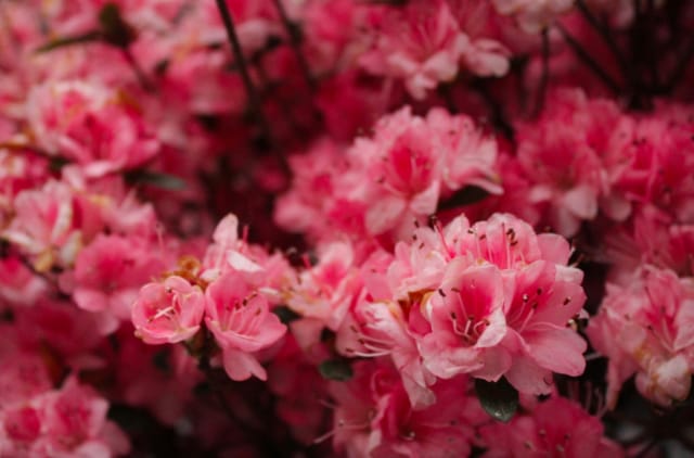 Kukkaloisto on Nykissä keväällä parhaimmillaan.