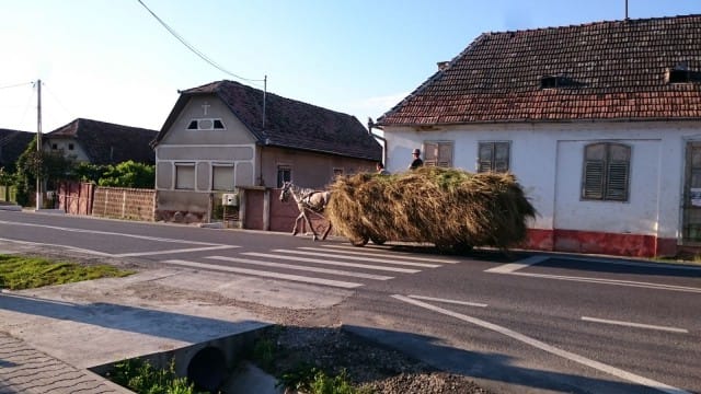 Heinät leikataan viikatteella käsityönä ja kuljetetaan hevoskuljetuksella. Koneellinen maatalous ei ole vielä tänne jokapaikkaan löytänyt.