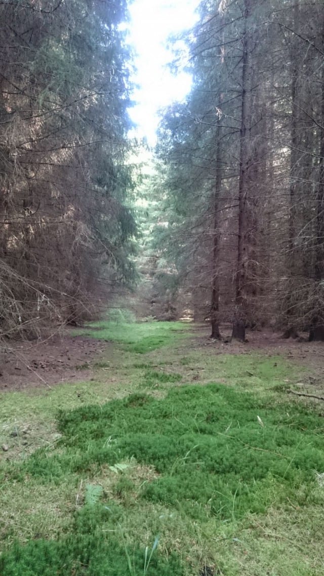 Metsäkylässä voi käydä iltakävelyllä vaikka öö no vaikka metsässä.