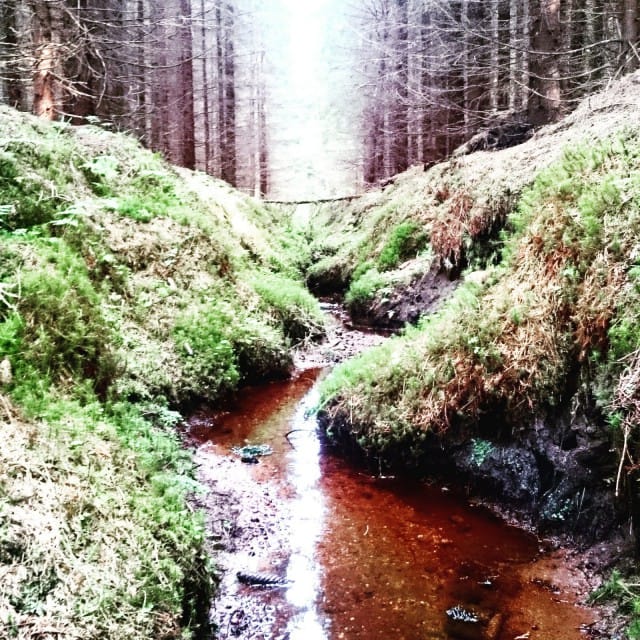 Aurinko laskeutuu. Metsäkylä hiljenee. Metsän rauhaan on hyvä nukahtaa.