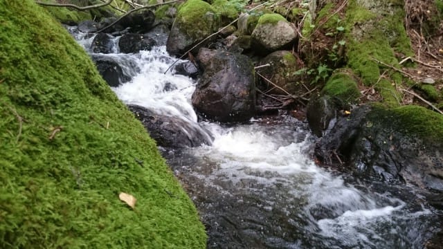 Myllyjärvi laskee Risslan koskeen. Näin kesällä koski oli aika kuiva, mutta oli vettä vielä vähän. Ei ihme, että aikanaan Risslan patoa tarvittiin veden säännöstelemiseksi.