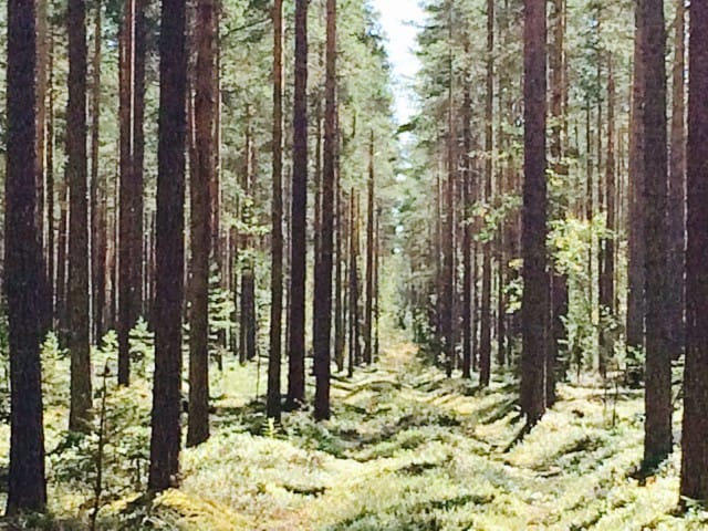 "Niin metsä vastaa kuin sinne huudetaan."