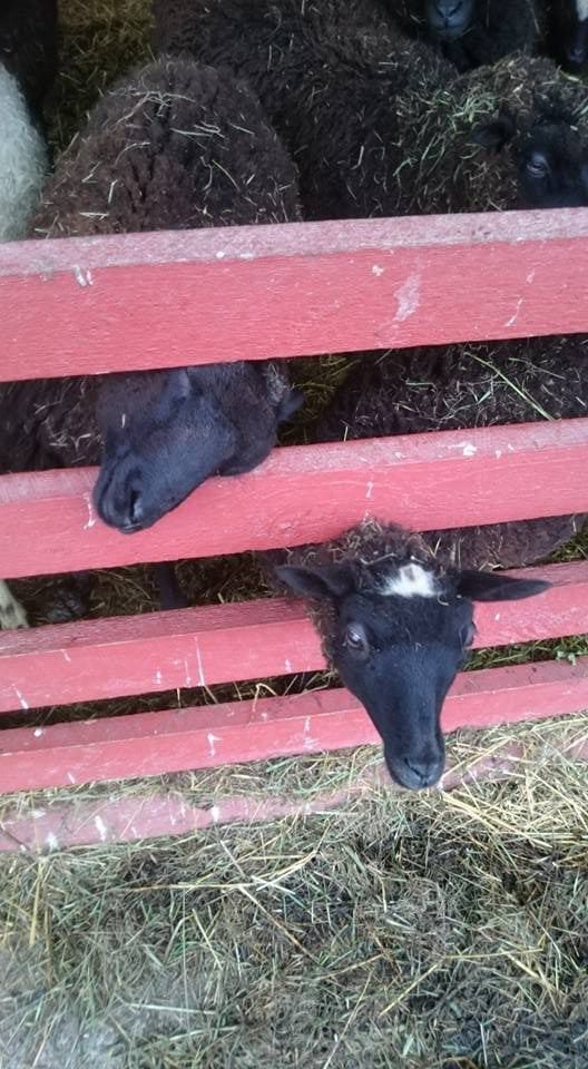 Ilolan maatilamatkailu/Lampolaa