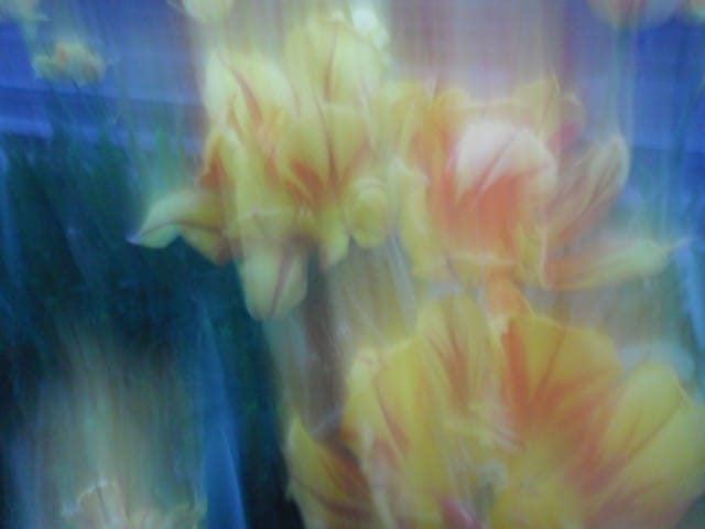 Tulppaanit