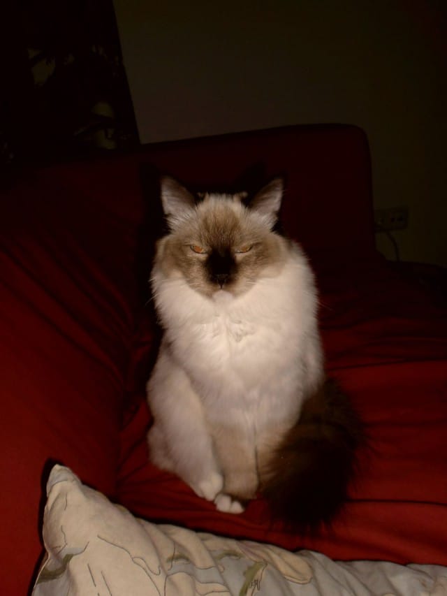 On mukavaa, kun kissa arvostaa paneutumistasi..