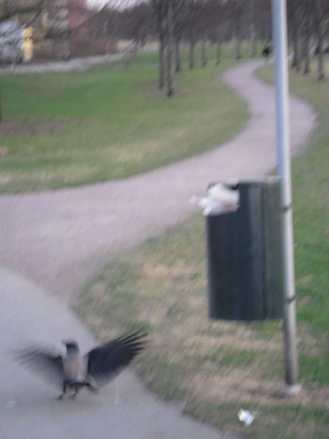 Siinä se taitavasti kaivelee roskista... oh, never mind.