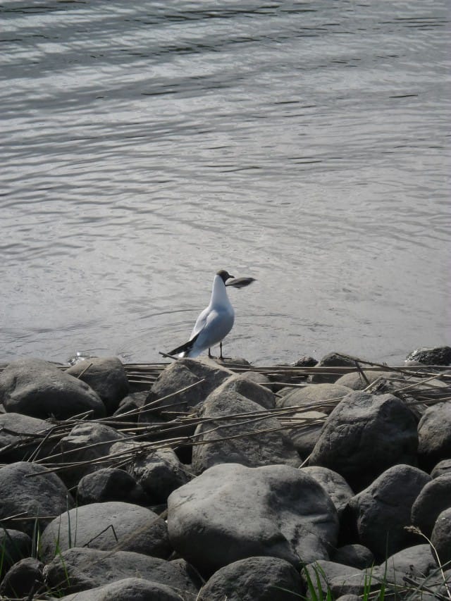 Lokki katselee merelle ylväänä... ja pikkulintu photobombaa tilanteen.
