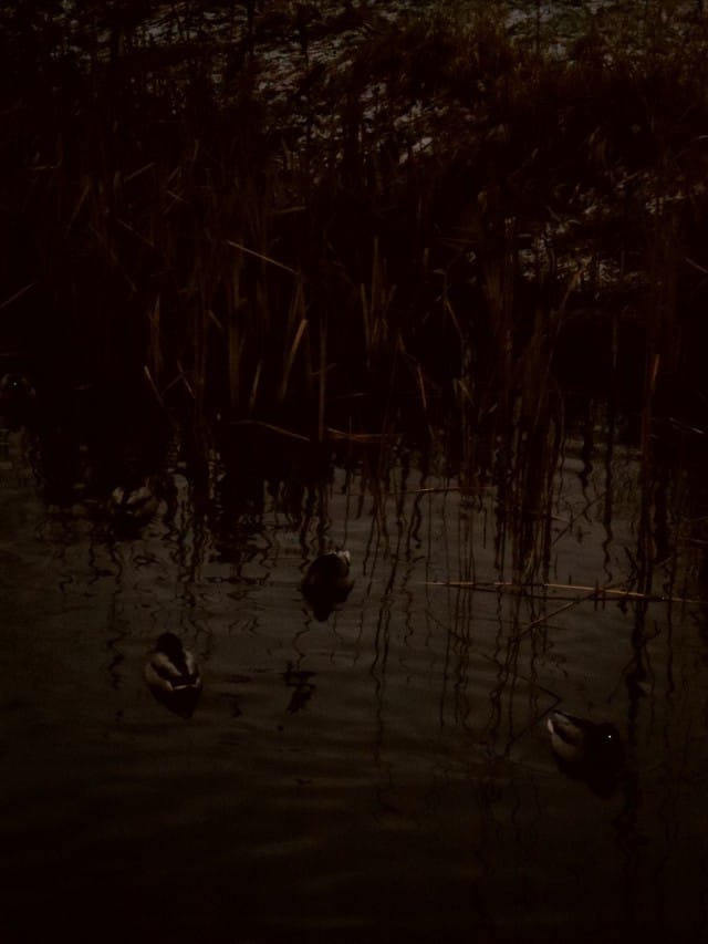 Susi sorsien höyhenissä?