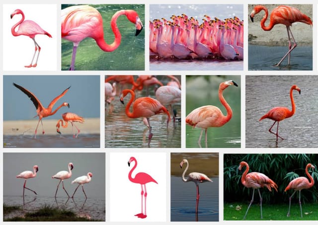 Mitä enemmän karotenoidia, sen voimakkaampi väri (kuvakaappaus)