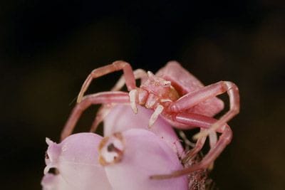 "Crab spider" (kuva Googlesta)