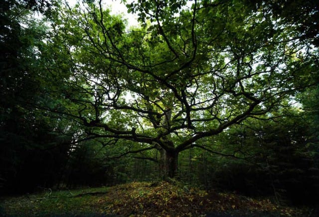 3. sija: Paavolan tammi Lohjalla.