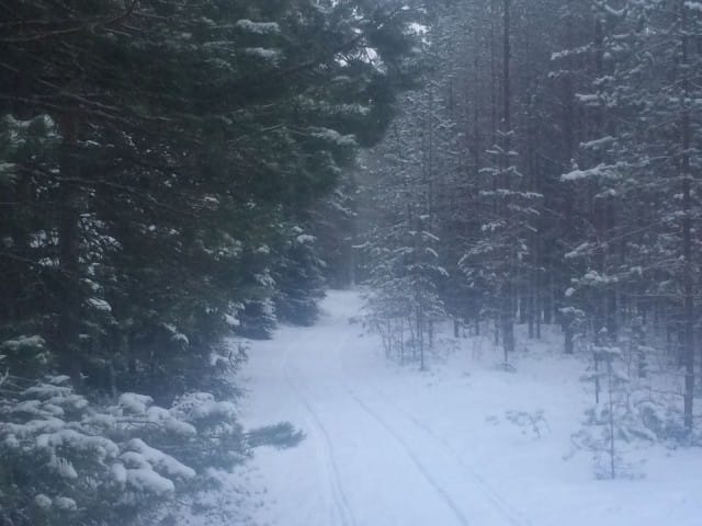 "Niin metsä vastaa kun sinne huudetaan."