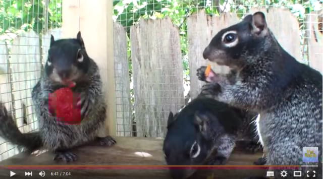 Kuvakaappaus videosta "Orphaned baby squirrels rescued / Vet Ranch"