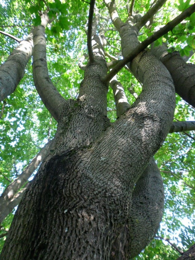 Tietynlainen puukin saattoi olla hiisi