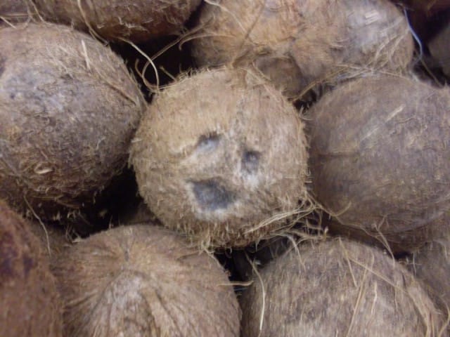 Iloinen kookos tekee sinutkin iloiseksi