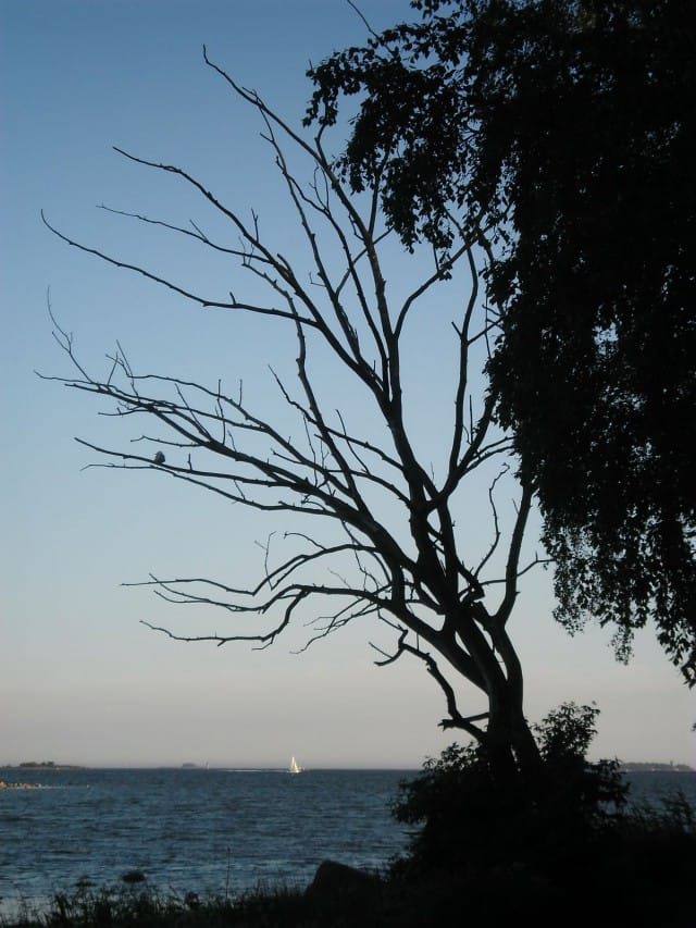 Kaikki puut eivät lehteile kesällä.