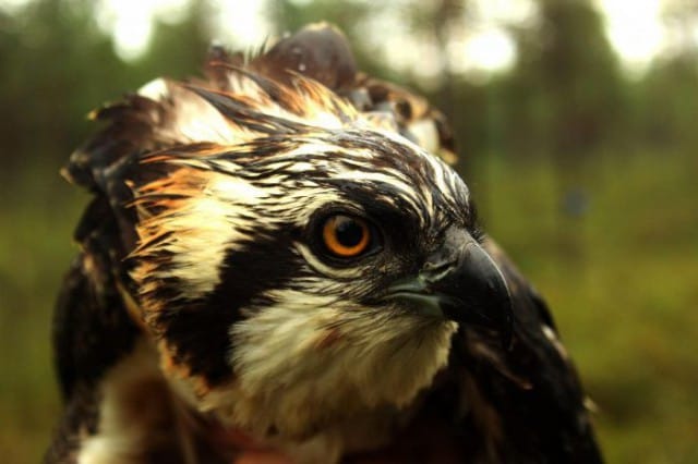 (kuva: Vesa Hyyryläinen)