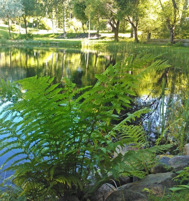 Metsässä voi istahtaa vaikka lammen rannalle.