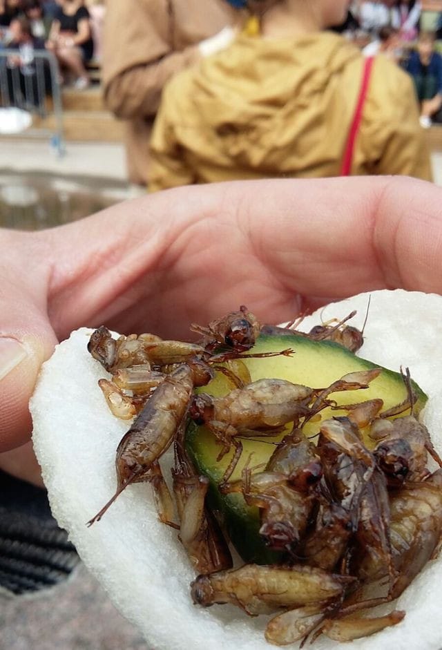 Maukkaita pikkukavereita.