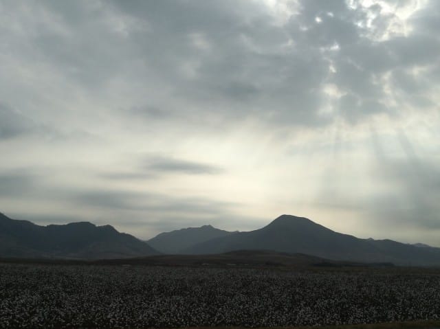 Puuvillaviljelmä Pohjois-Koreassa.