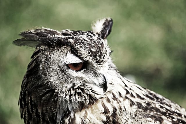 Kuva: Jenny Thompson / Fotolia