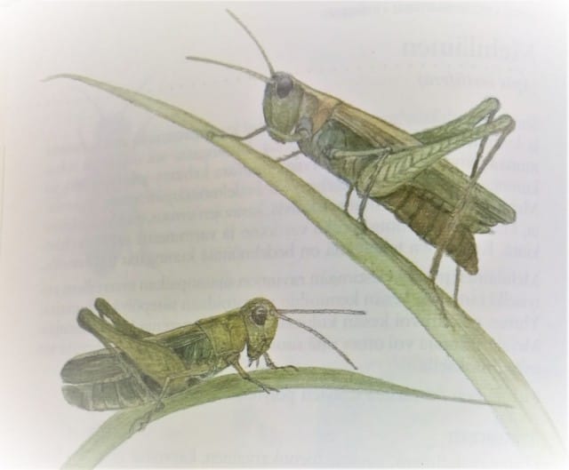 Niittyheinäsirkkoja vuoden -97 Koululaisen luonto-oppaasta. Pistäisitkö suuhusi?