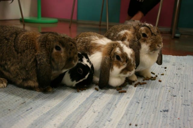 3D Crush Café tunnetaan myös nimellä "se pupukahvila".