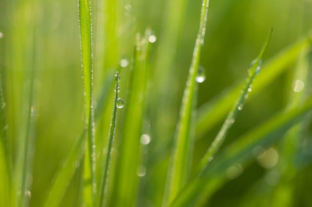 Kuva: podolinska / Fotolia