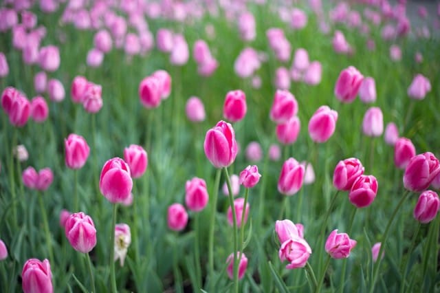 Kuva: Rauf Kerimov / Fotolia