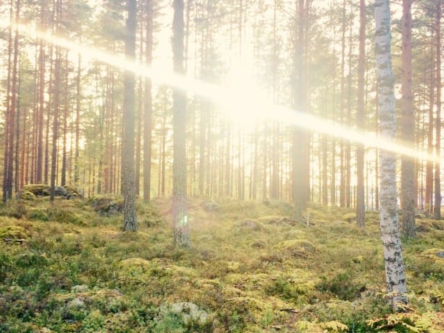 "Jumala suokoon minulle tyyneyttä hyväksyä asiat, joita en voi muuttaa, rohkeutta  muuttaa mitkä voin, ja viisautta erottaa nämä toisistaan."