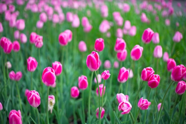 Kuva: Rauf Kerimov / Fotolia