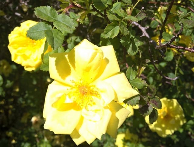 Keltaiset ruusut ovat kauniita