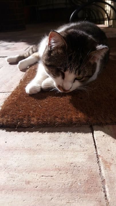 ei kenenkään kissa