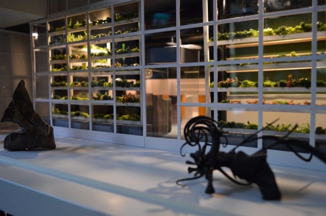 Kasvihuoneet sijoitetaan ravintolan alasalin ikkunoiden viereen. Kuvassa pienoismalli.