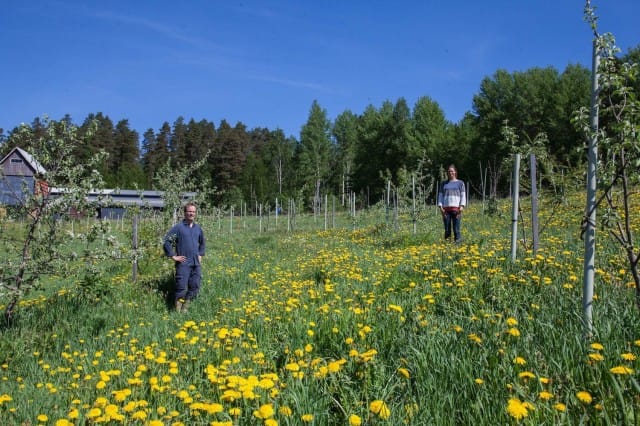 Tuomas ja Iiris Mattila maatilallaan omenatarhassa.